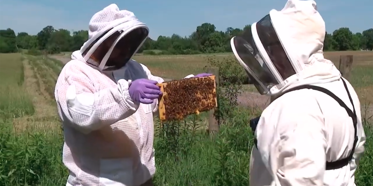 Two people dressed in beekeeping gear